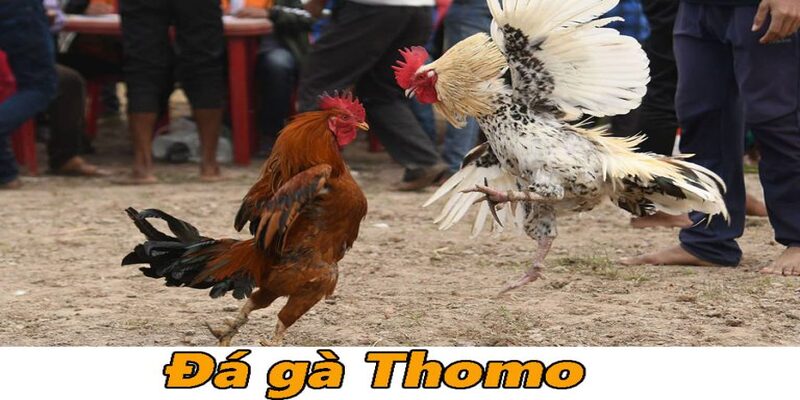 da-ga-thomo-1